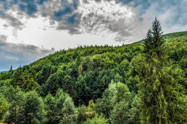 Ormanı ve dağı olan güzel bir manzara.