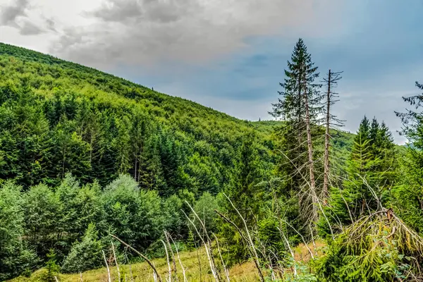 Karpat dağlarının güzel manzarası