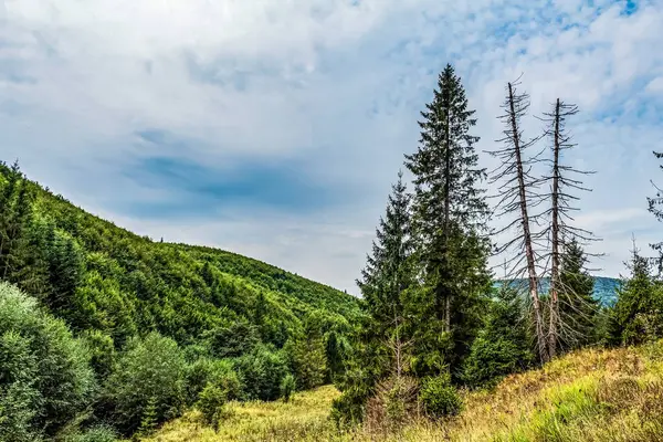 Slovakya 'daki dağlarda yeşil bir ormanın güzel bir görüntüsü.