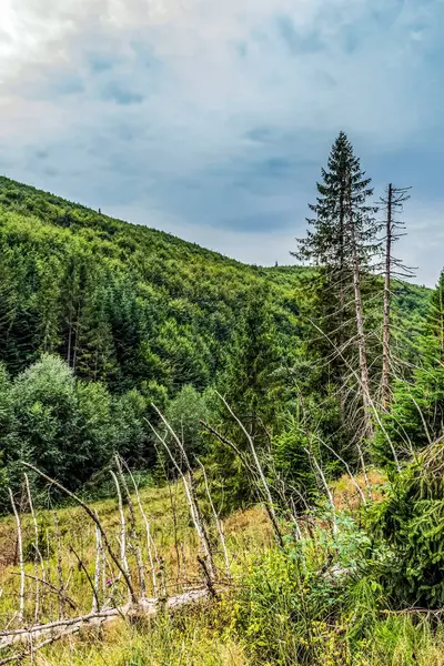 Dağ yolunda yeşil orman