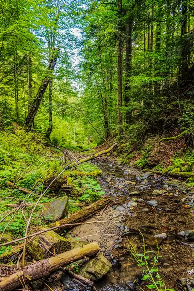 Yeşil yosun ve ormanlı dağ nehri