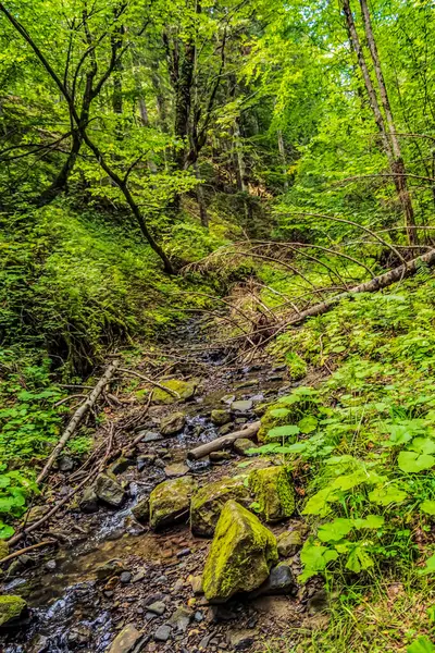 Karpatlar 'daki güzel orman nehri