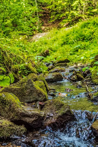 Ormandaki güzel dağ nehri.