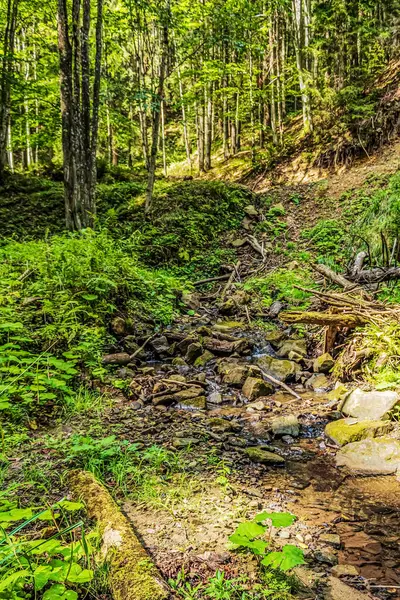 Ormandaki bir derenin dikey görüntüsü.