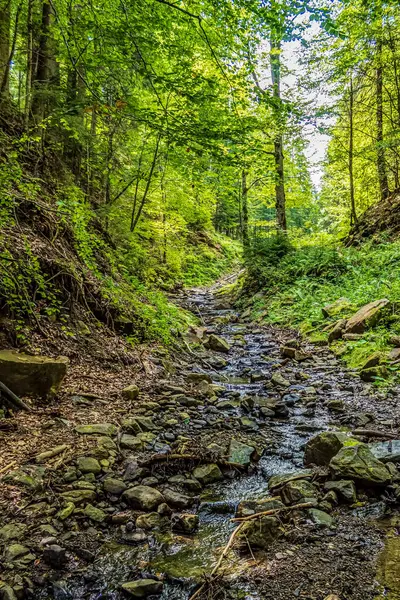 Ormanın güzel manzarası