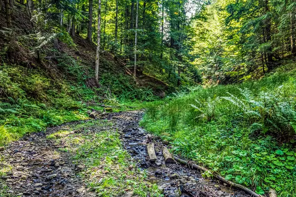 Ormanın içinden geçen patika