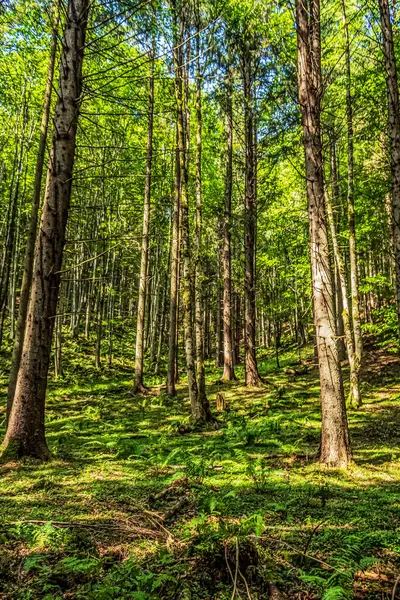 Dağlardaki güzel orman. Doğa