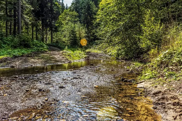 Ormandaki güzel nehir