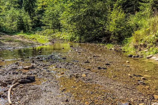 Ormandaki nehrin dikey görüntüsü.