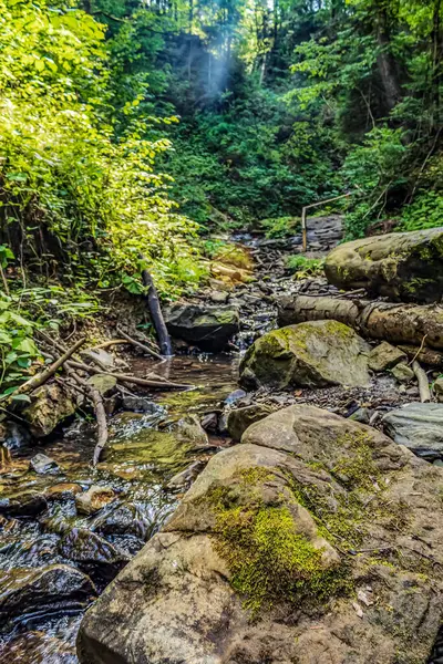 Ağaçlar ve ormanlarla çevrili bir nehrin dikey görüntüsü.