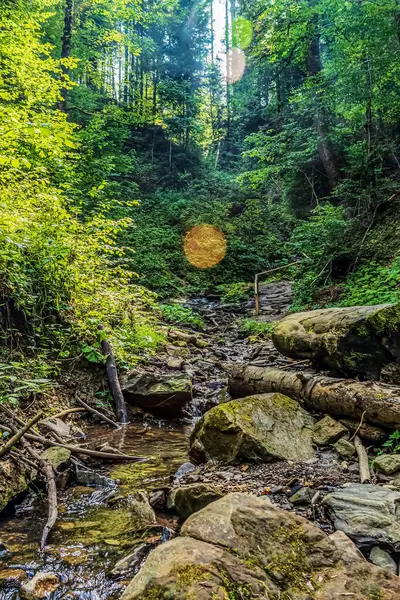 Ormandaki bir derenin güzel bir görüntüsü.
