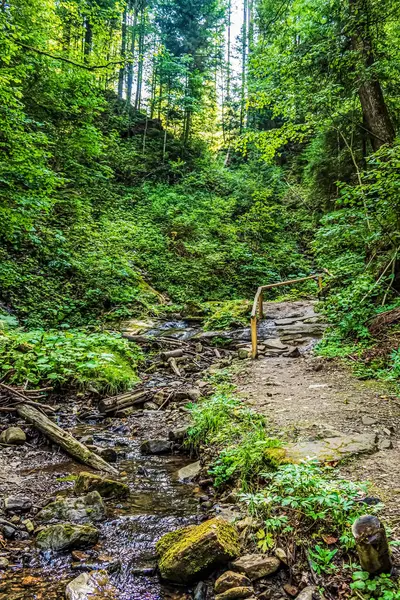 Ormandaki bir derenin dikey görüntüsü.