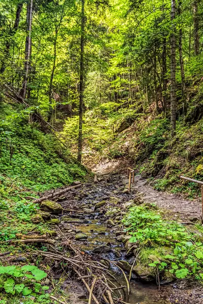 Ormandaki güzel bir nehir manzarası.