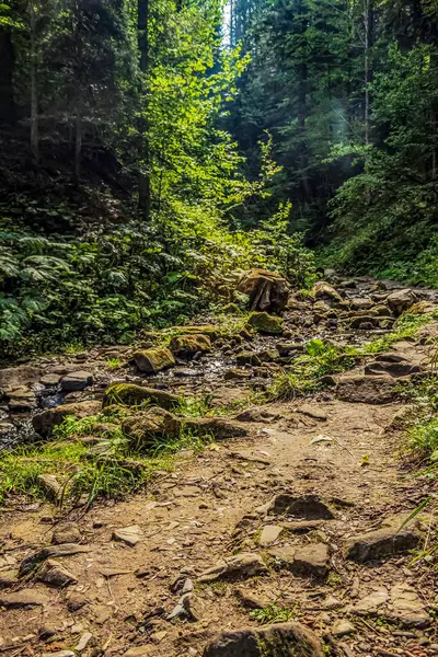 Karpat Dağları 'ndaki patika