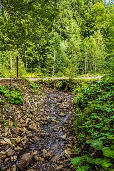 Dağlardaki güzel dağ ormanları