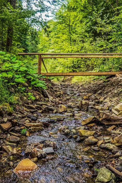 bir orman içinde ahşap köprü