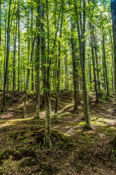 Ağaçları ve kökleri olan güzel yeşil orman