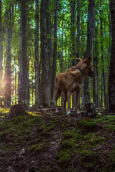 Sabahları ormanda bir köpek