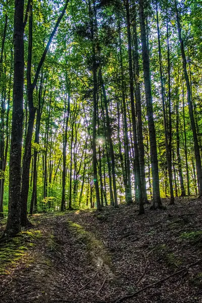 Ormanın güzel manzarası