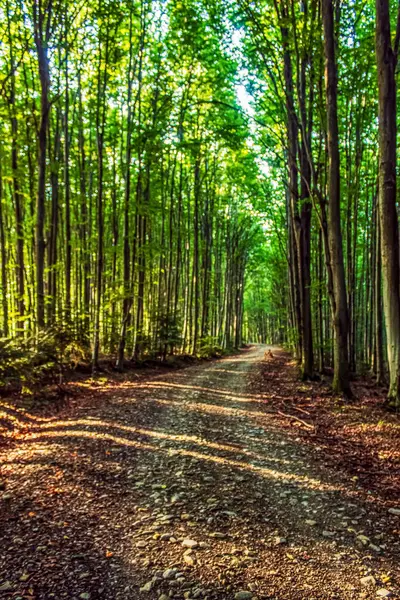 Sabah güzel bir orman.