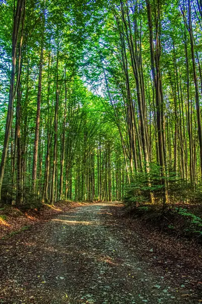 güzel yeşil orman ve yol
