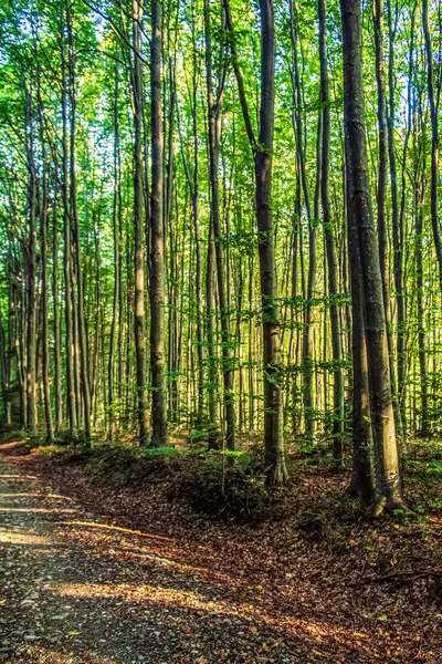 Sonbaharda patikası olan bir orman