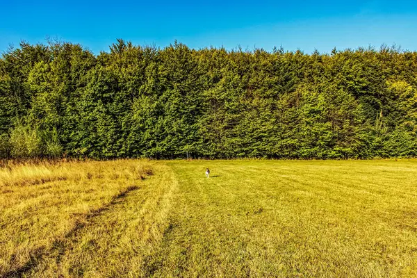 Yeşil bir tarlanın ve arka planda ağaçların güzel bir görüntüsü.