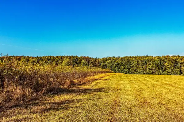 Kırsal kesimde mavi gökyüzünün altındaki ağaçların ve tarlanın güzel bir görüntüsü.