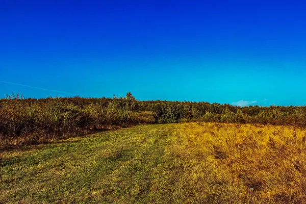 Ağaçlar ve otlarla dolu güzel sonbahar manzarası