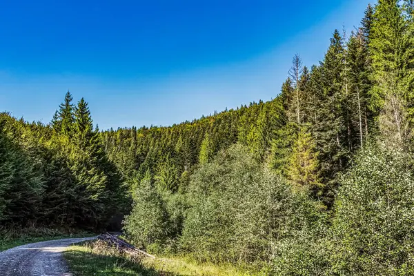 Ormandaki bir yol manzarası
