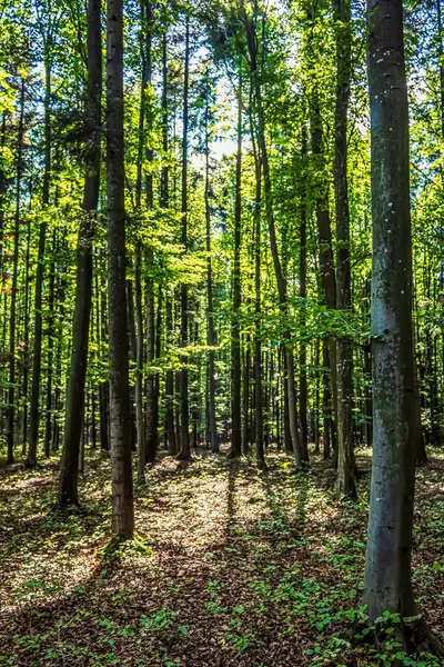 Güneşli bir günde güzel bir sonbahar ormanı