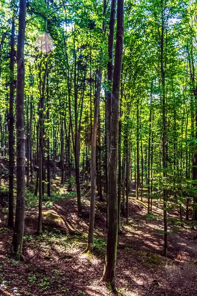 Yeşil ağaçlı orman ve bulutlu mavi gökyüzü