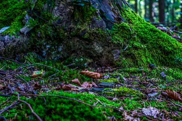 Yeşil yosun kaplı ağaçların dikey görüntüsü