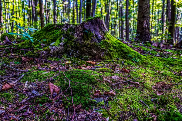Ormanın güzel manzarası