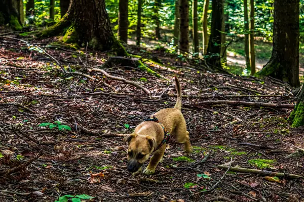 Bir köpek ormanda yürüyor.