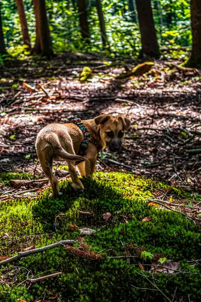 Yazın ormanda bir köpek yürür..