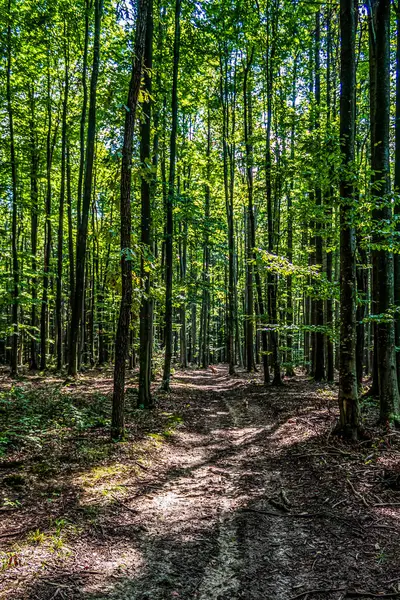 Sabah ormanın güzel manzarası.
