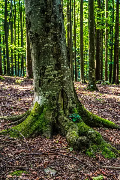 Ormanın güzel manzarası