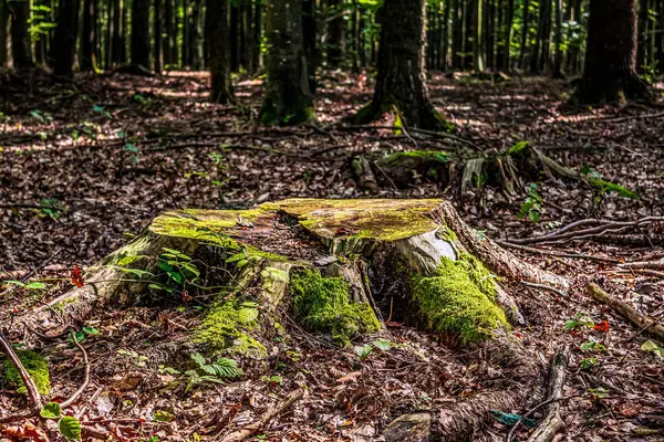 Ormandaki yaşlı ağaç kütüğü