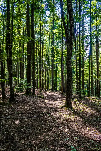 Dağlardaki orman. Polonya 'da güzel bir yaz manzarası