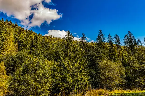 Ormandaki yeşil dağ nehri