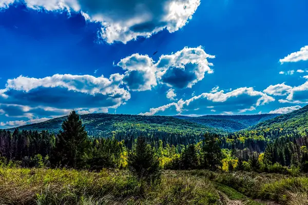 Yeşil tepelerin dikey görüntüsü ve ormandaki mavi gökyüzü.