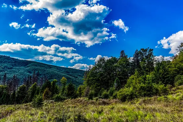 Karpat dağlarındaki dağlarda yeşil çimenler ve ağaçlarla güzel bir yaz manzarası