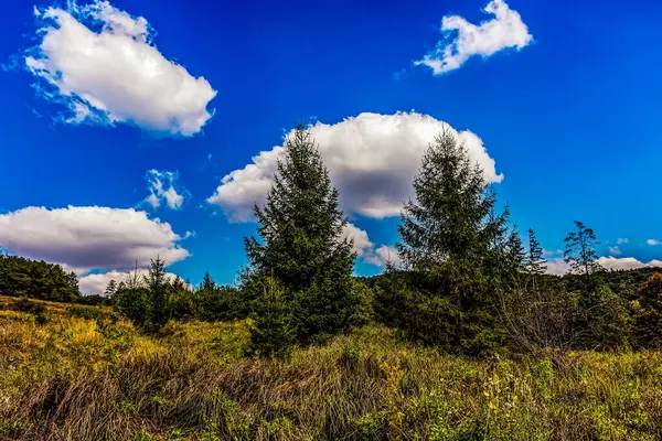 Ağacı ve ormanı olan güzel bir manzara.