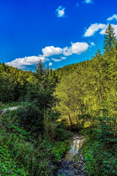 Mavi gökyüzü olan güzel yeşil bir ormanın dikey görüntüsü.