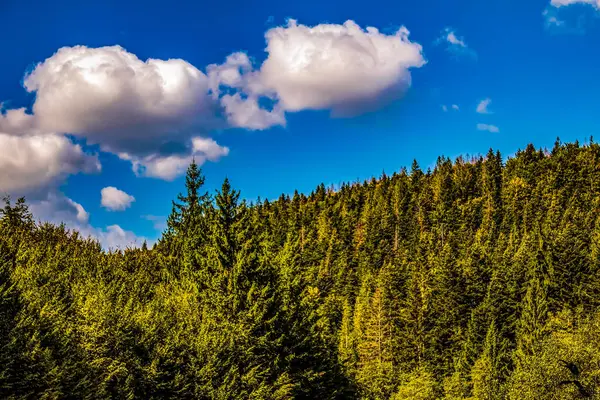 Ormanda dağları olan güzel bir manzara.