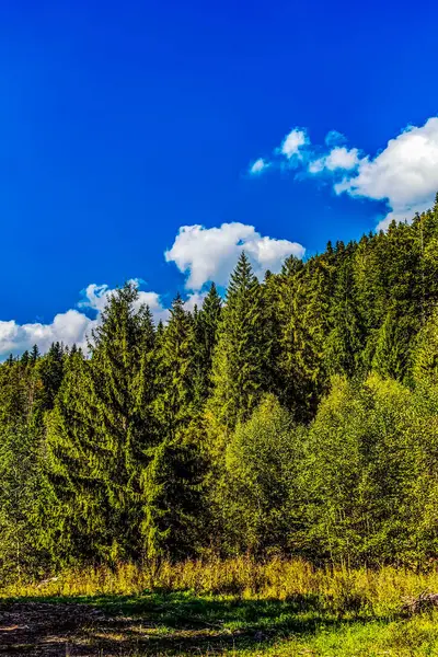 Güzel mavi ormanı olan bir orman.