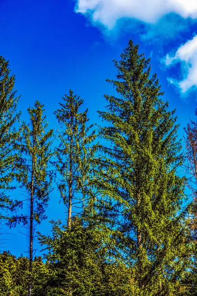 Dağlardaki ormanın güzel manzarası