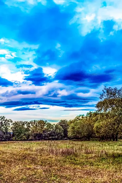 Güzel bir buğday tarlası ve mavi bir gökyüzü manzarası