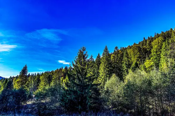 Ormanın güzel manzarası